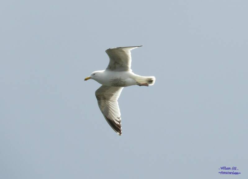 nice gull