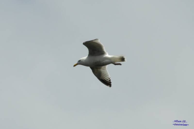 nice gull