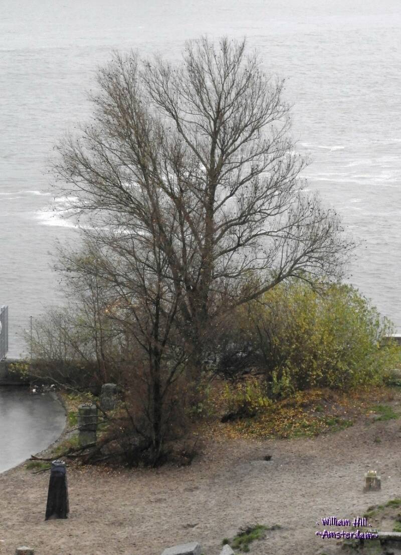 (07.12) - tree lost almost all the leafs/leaves