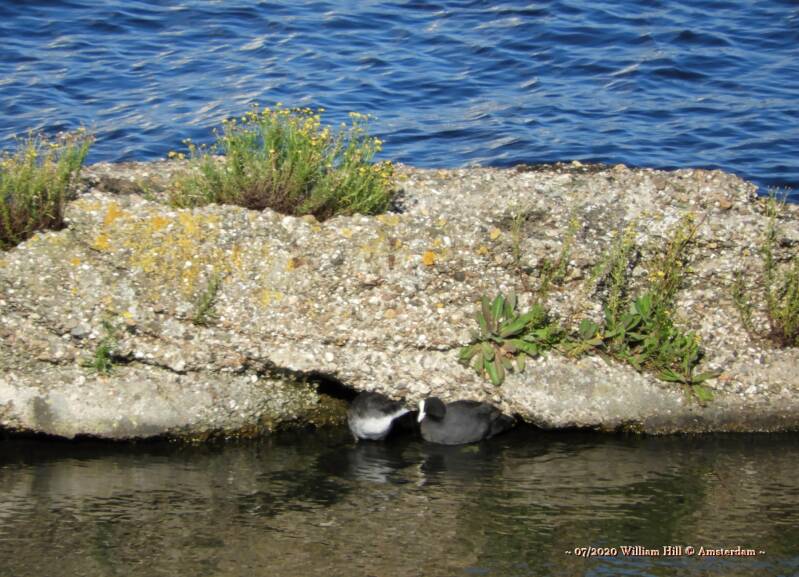 And there we see an older young one