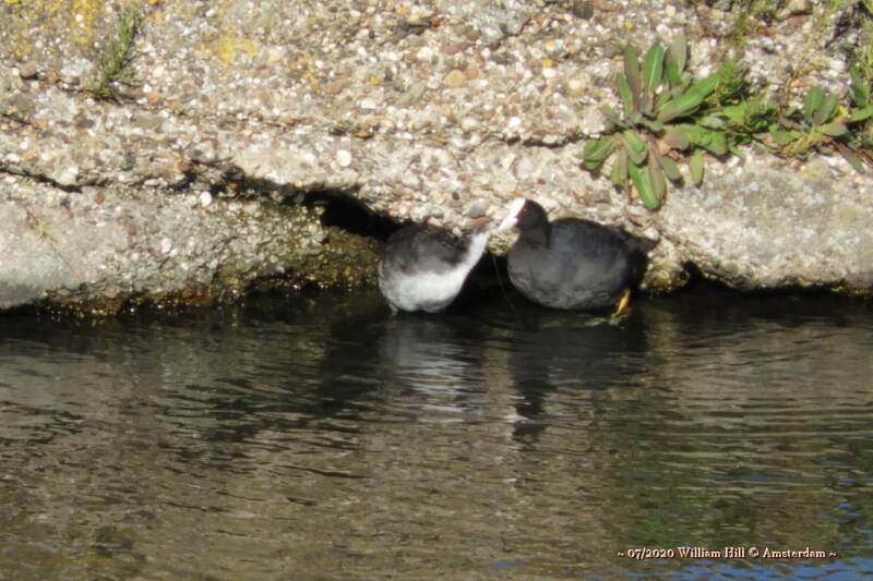 the coot we saw before in the rain