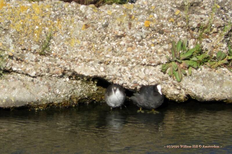 now a teen and a white belly