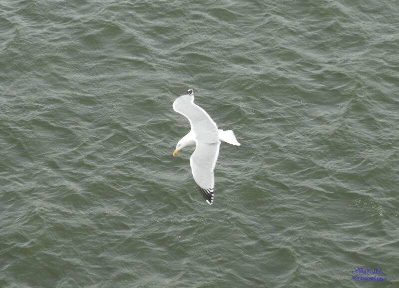 gull