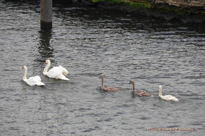 25/07, the macho&#039;s