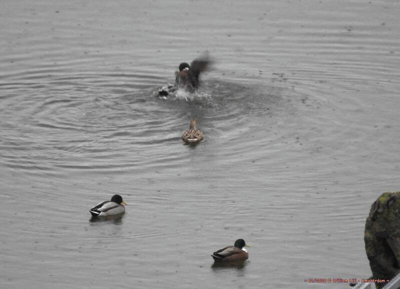 Ducks fighting