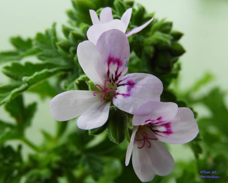 flowers of the 'Pelargonium Graveolens'