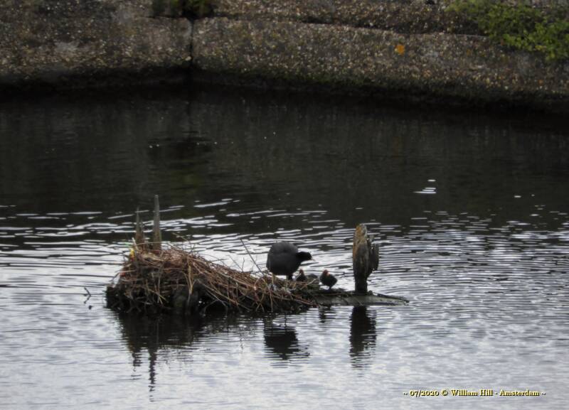 The Coot alarm sounded and there was a lucky gull