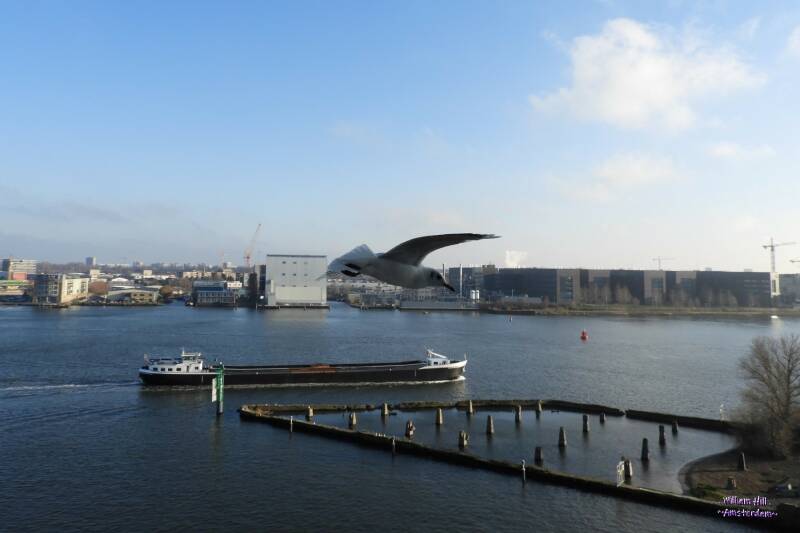 (13.12) - cargo 'Patria' and gull