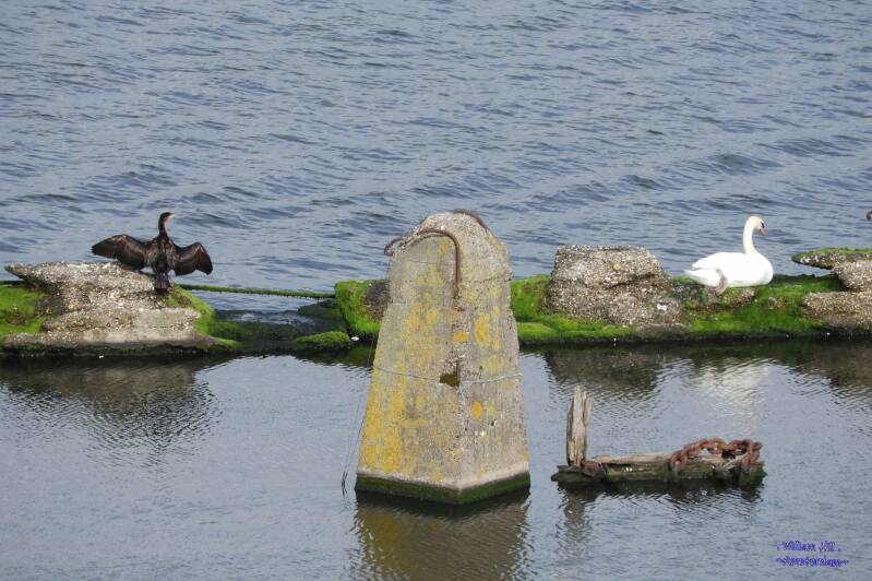 Black &amp; White, wet and dry