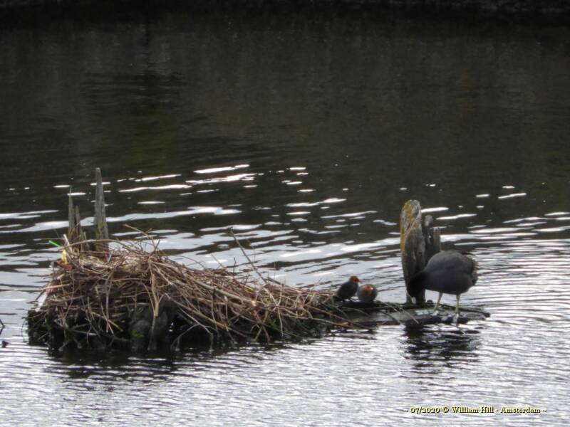 one coot is still chasing the gull, this came back and now they have two kids