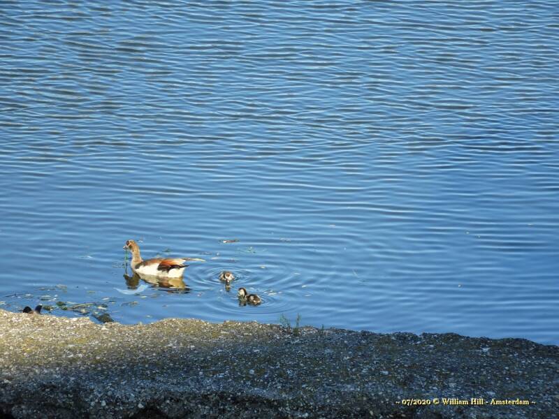 Young Ones, E Geese (1)
