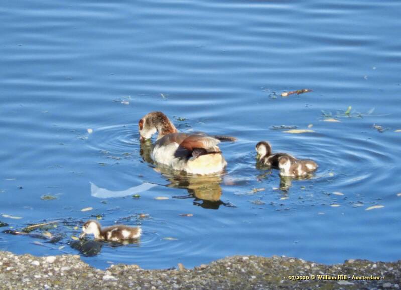 Young Ones, E Geese (2)