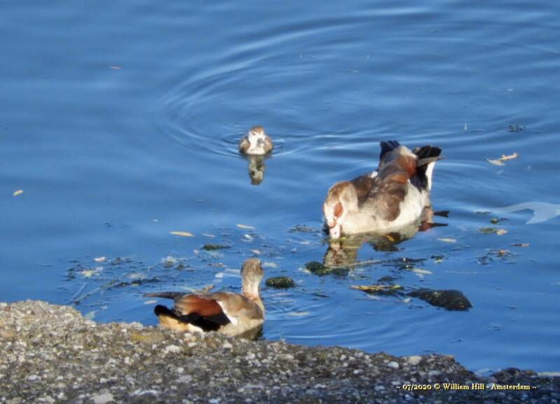 Young Ones, E Geese (3)
