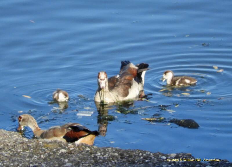Young Ones, E Geese (4)