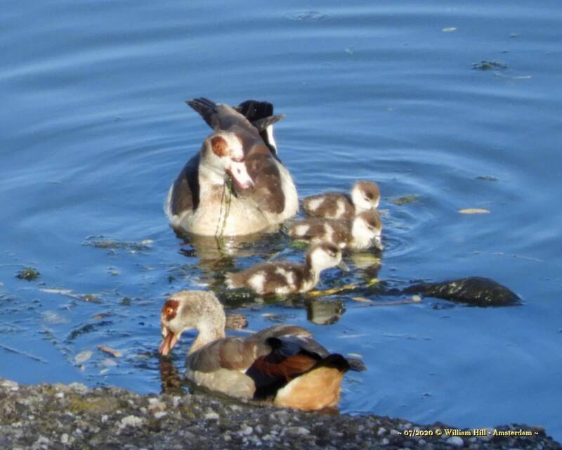 Young Ones, E Geese (5)