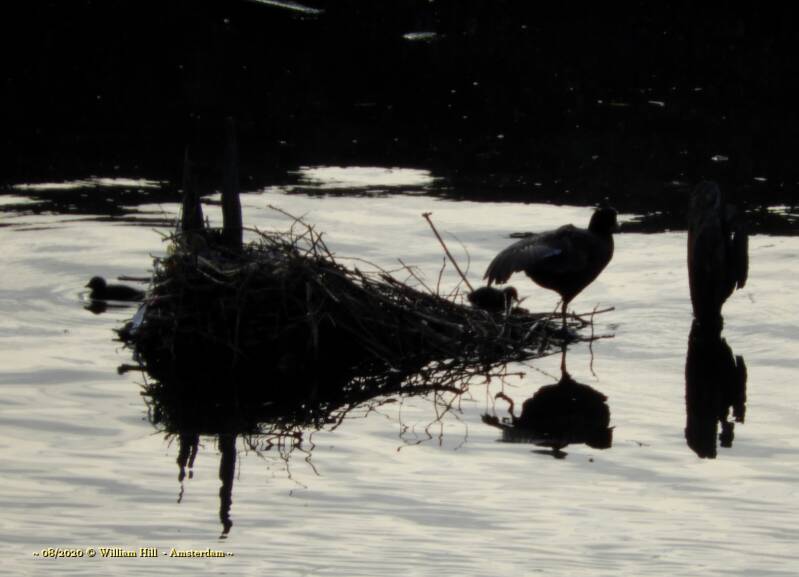 The present cootnest