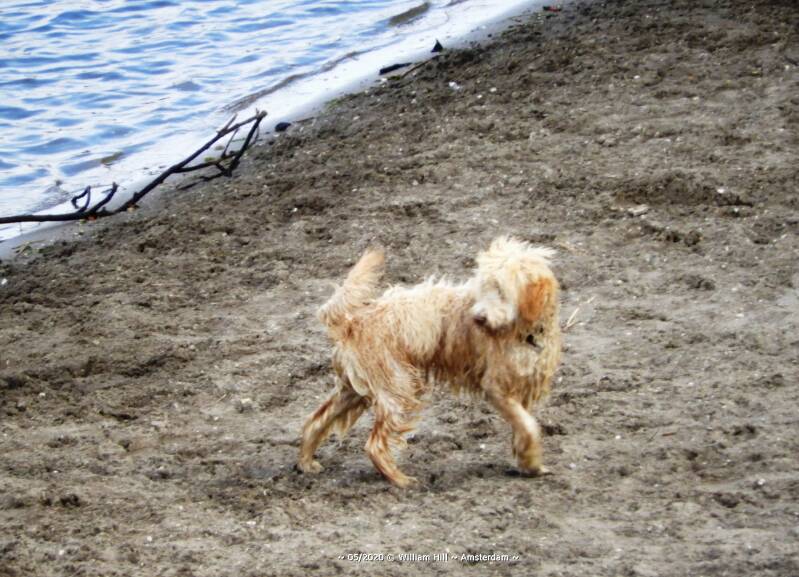 &quot;eew, the water makes my fur transparent.&quot;