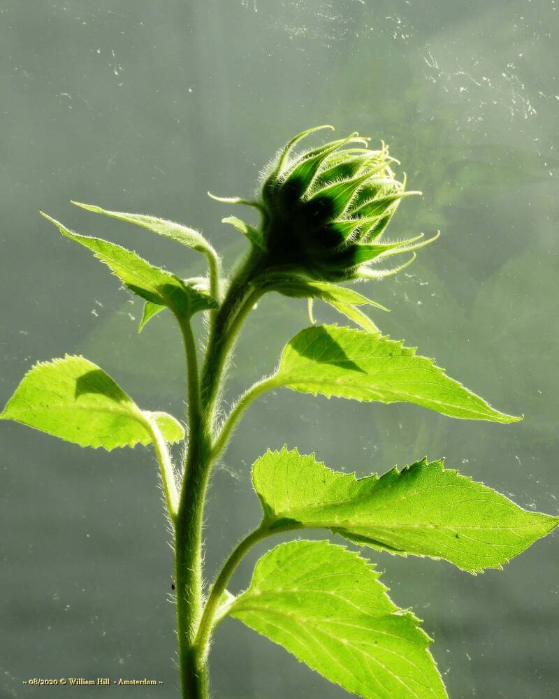 Sunflower knob enjoying the sun