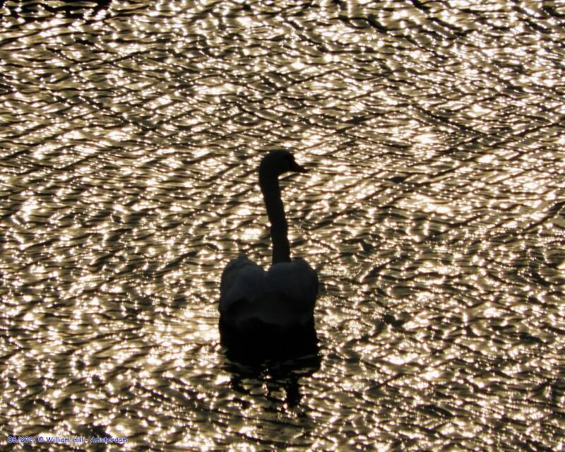 Should I Stay or Should I Go...  too?