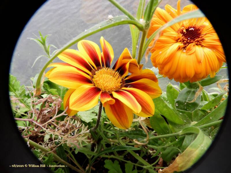 Gazania - New Day Tiger &amp; Calendula