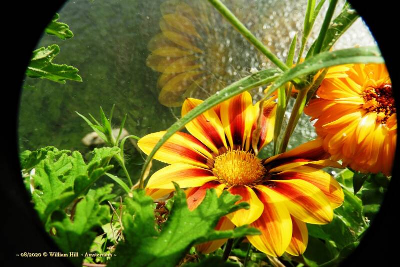 Gazania