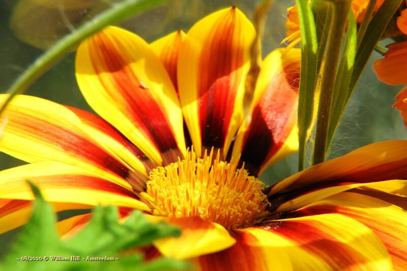 Gazania
