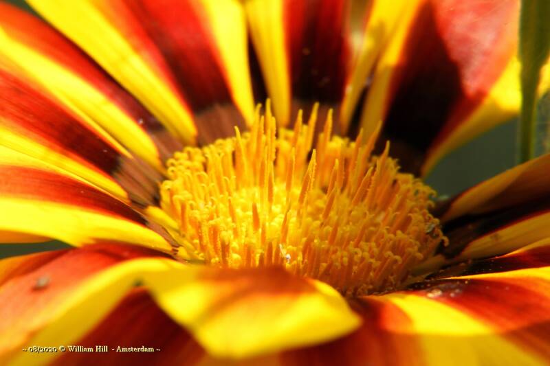 Gazania