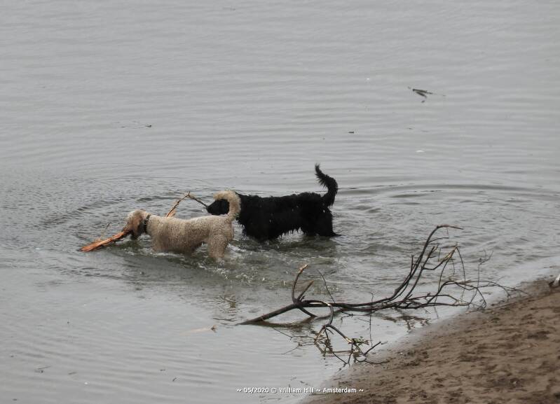 Doggies, with a big branch