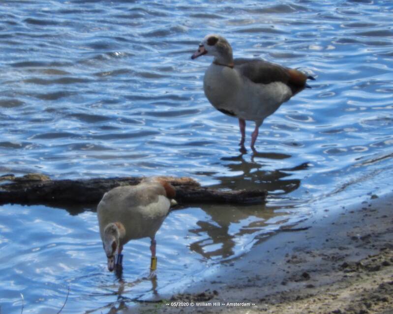 &quot;Look Dear, he has a ring on his leg too&quot;