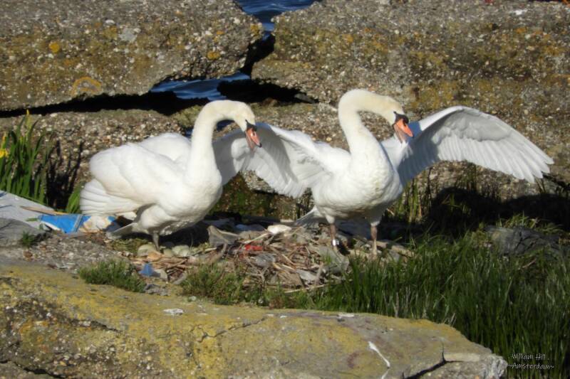 AND, thanks to another stupid dog we know they have 5 eggs