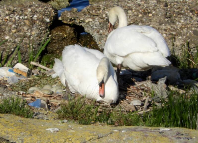 count your balls Dear, eh sorry your eggs