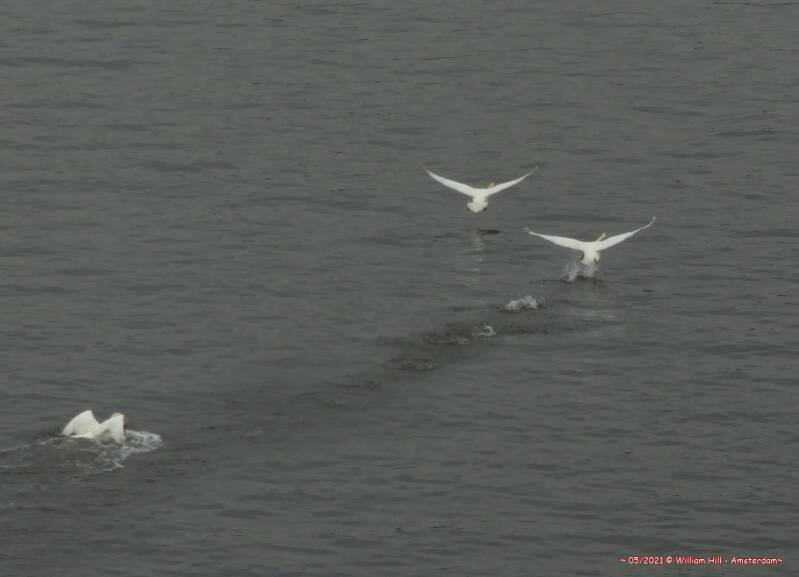 11, Run! .., it's Macho Swan  !