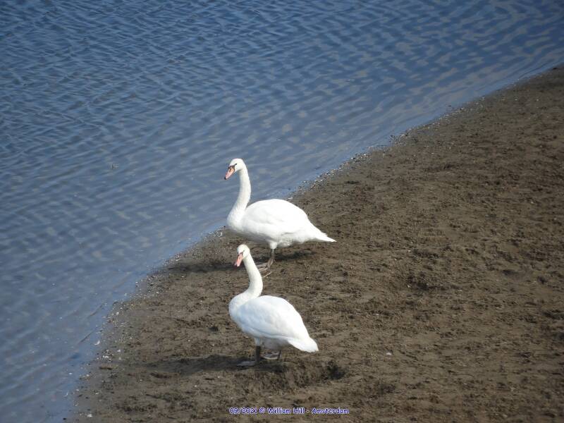 they slowly walk to the water