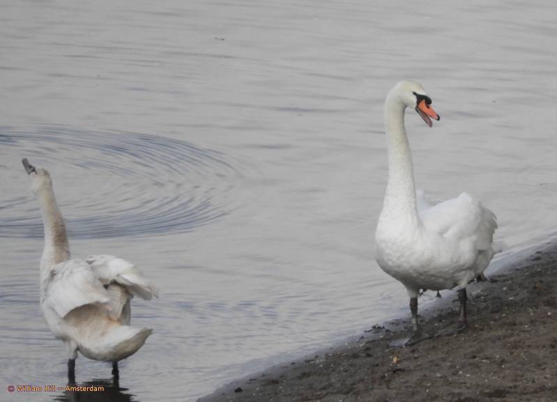 a hissss to a doggie