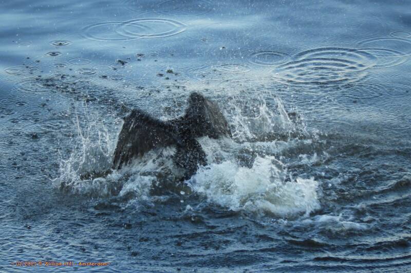 splash-splash-splash