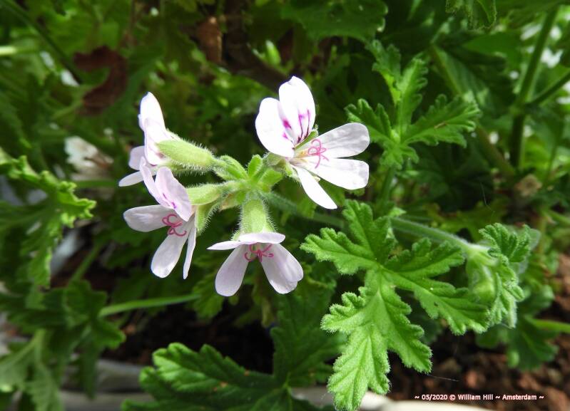 Close-up, tiny flowers 