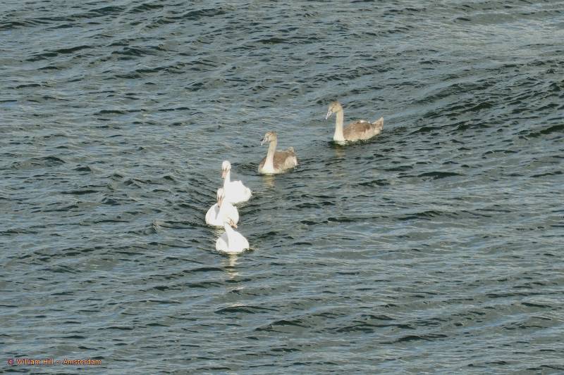 the 5 going out alone