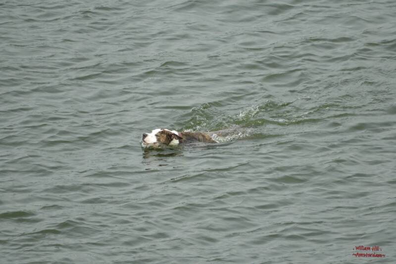 Stupid, who went after a coot