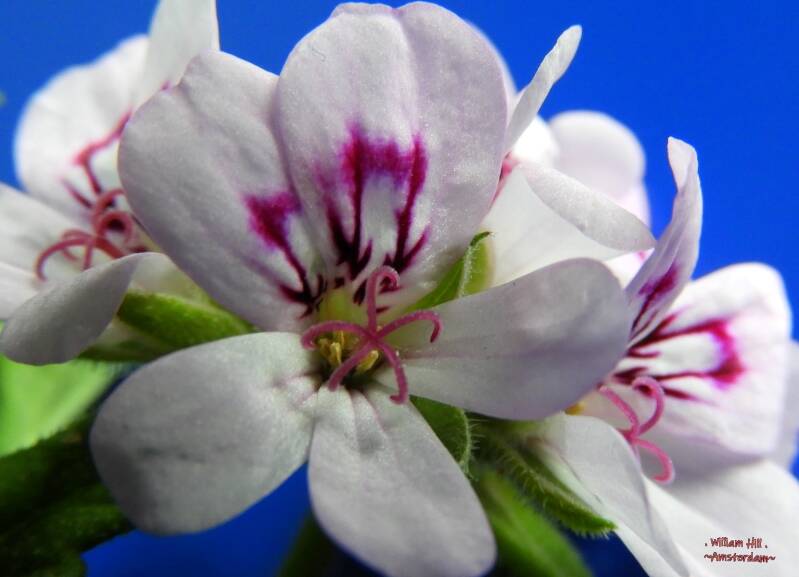 a nice 3 mm flower close-up
