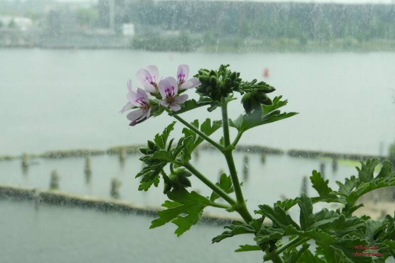 pelargonium graveolens