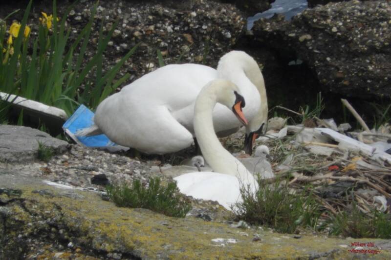 (19/05/19) There is NEW LIFE