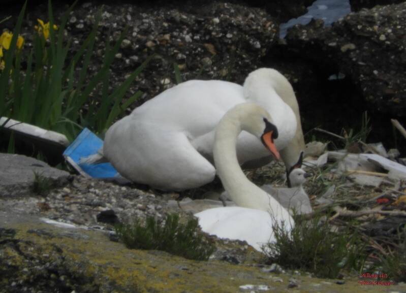 SWANS NEST, NEW LIFE