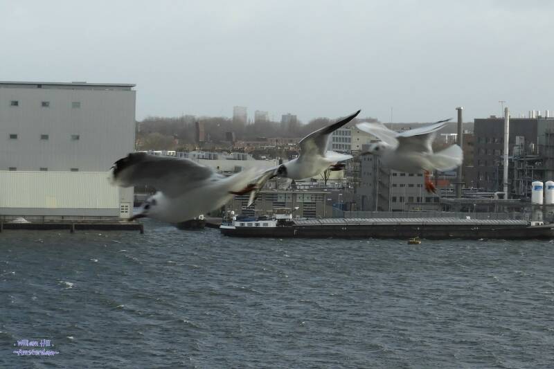 (08.01)   Gull,gull,gull (not sharp but like the picture)