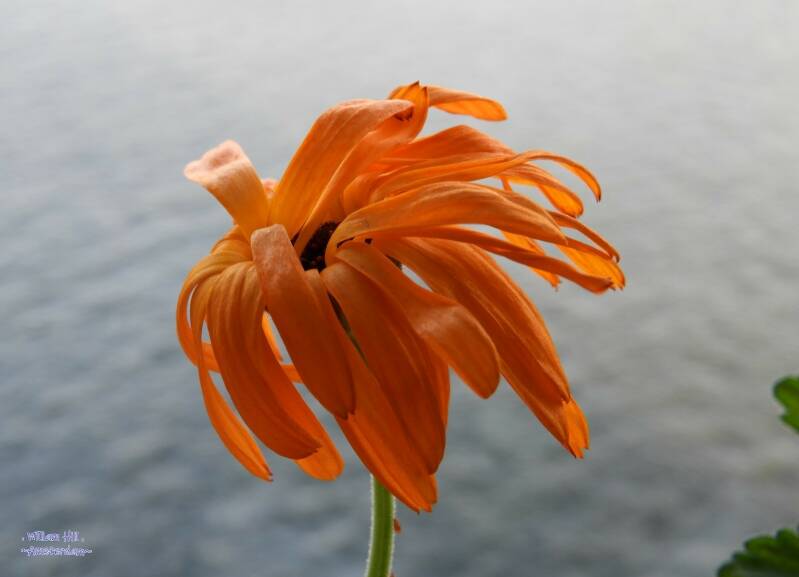 (09.01)   you silly flower, coming up in wintertime