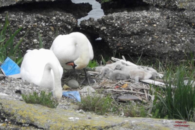 the egg that never came out