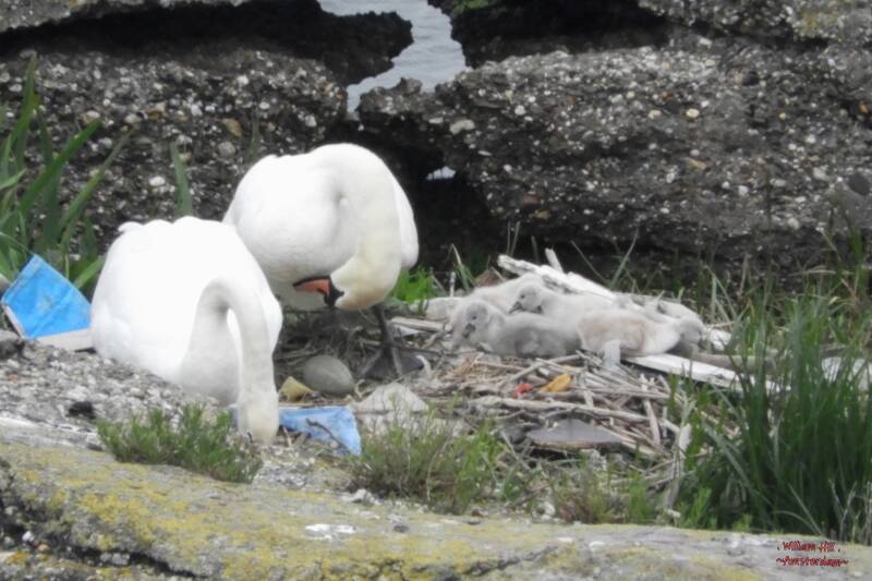 so they are with 5 and an egg