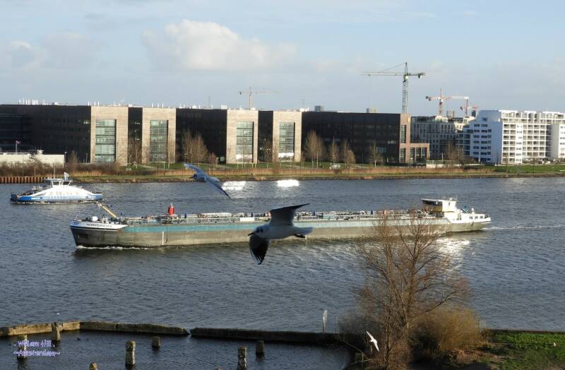 'Nomadisch III' , ..and I do like gulls...but they can be oh so difficult when you want to take a picture of a ship