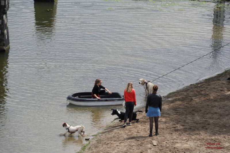 (22) - some girls, dogs and a boat