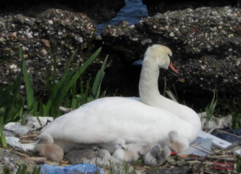 (22) - still with 5 kids, the last egg never came out 