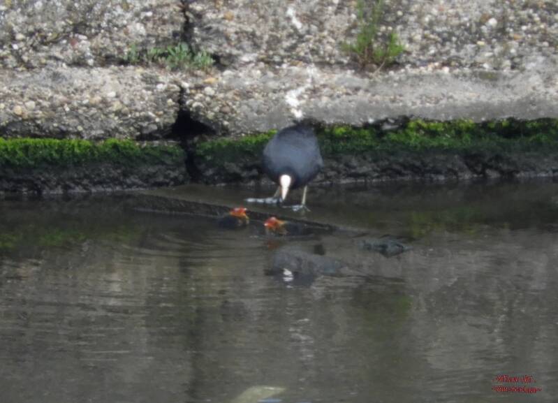 the coot has two newbies